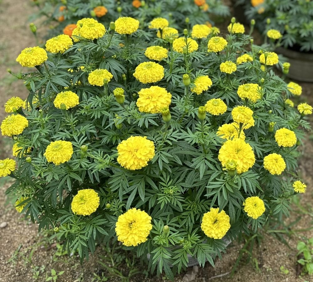 Bông thọ chậu lớn